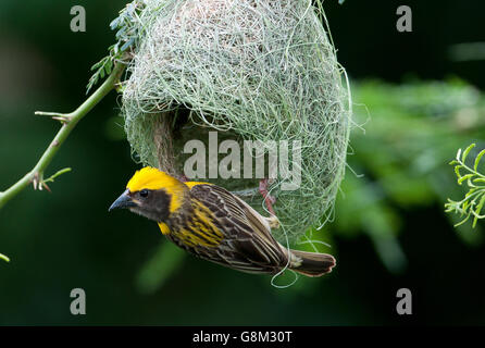 Das Bild der Baya Weber männlich (Ploceus Philippinus) am Nest in Maharashtra, Indien Stockfoto