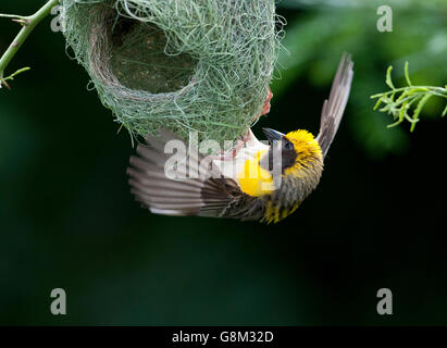 Das Bild der Baya Weber männlich (Ploceus Philippinus) am Nest in Maharashtra, Indien Stockfoto