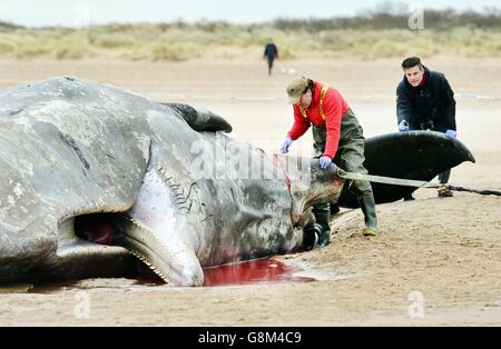 GRAFIKINHALT BEACHTEN Rob Deaville vom Londoner Zoo schneidet einen Abschnitt eines 12 Meter langen toten Pottwals ab, der weggenommen und analysiert werden soll, warum der Wal sich selbst ausgefahren hat und dann am Hunstanton Beach in Norfolk starb. Stockfoto