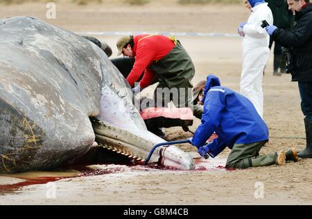 Gestrandeter Wale Stockfoto