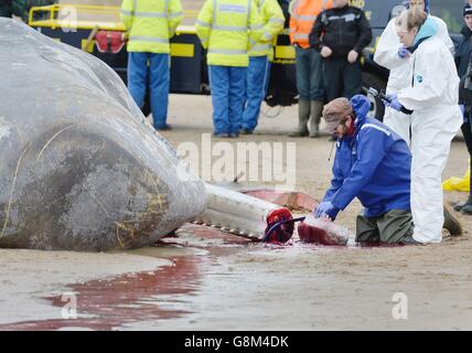 GRAFISCHE INHALTE BEACHTEN Matt Perkins vom London Zoo schneidet einen Abschnitt des Unterkiefers eines 12 Meter langen toten Pottwals ab, der weggenommen und analysiert werden soll, warum der Wal sich selbst begab und dann am Hunstnaton Beach in Norfolk starb. Stockfoto