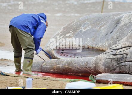 GRAFISCHE INHALTE BEACHTEN Matt Perkins vom London Zoo schneidet einen Abschnitt des Unterkiefers eines 12 Meter langen toten Pottwals ab, der weggenommen und analysiert werden soll, warum der Wal sich selbst begab und dann am Hunstnaton Beach in Norfolk starb. Stockfoto