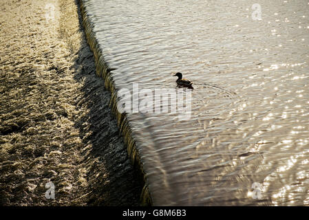 Stockente und Wier im Fluss, England UK Stockfoto