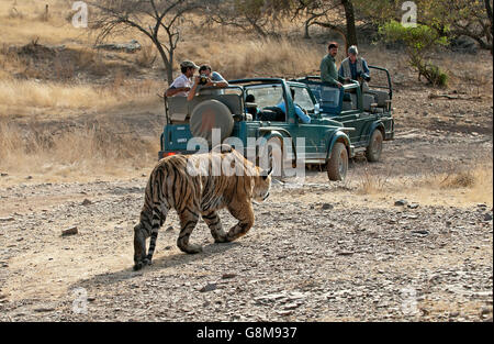 Das Bild der Tiger (Panthera Tigris) Machli stalking Beute, wurde aufgenommen in Ranthambore, Indien Stockfoto