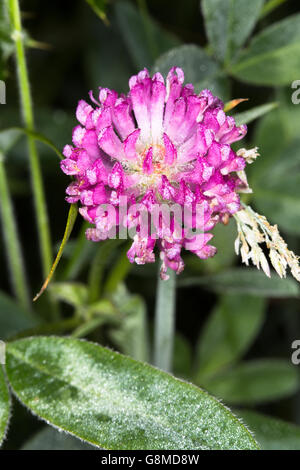 Nahaufnahme Bild des wilden Rotklee (Trifolium Pratense) wächst in ländlichen Umgebung Durham, England. Stockfoto