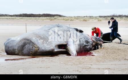 GRAFISCHE INHALTE BEACHTEN Rob Deaville vom Londoner Zoo Schnitt Abschnitte eines 12 Meter langen toten Spermawals ab, um mitgenommen zu werden und analysiert zu werden, warum der Wal sich selbst begab und dann am Hunstanton Beach in Norfolk starb. Stockfoto