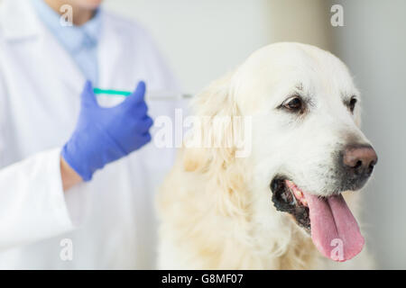 Nahaufnahme von Tierarzt Hund Klinik Impfstoff zu Stockfoto