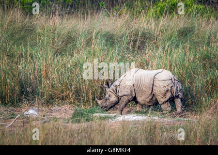 Mehr einem gehörnten Nashorn in Bardia Nationalpark, Nepal; Specie Rhinoceros Unicornis Familie der Überfamilie Stockfoto