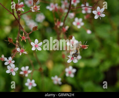 kleine rosa Blumen auf grünem Hintergrund Stockfoto