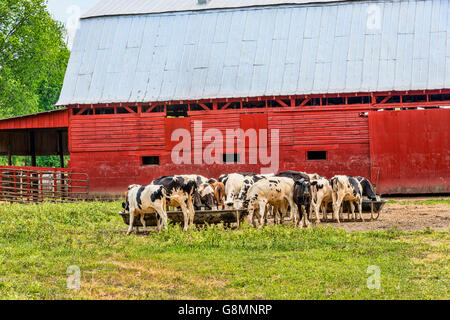 Holstein Kühe essen auf Bauernhof Stockfoto