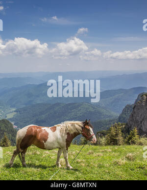 Braune und weiße Pferd an der Spitze des Ceahlau-Gebirges, Rumänien Stockfoto