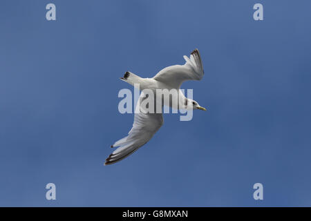 Juvenile Dreizehenmöwe im Flug Stockfoto