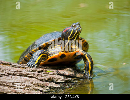 Rot-eared Slider (ist Scripta Elegans) Sonnenbaden, in Gefangenschaft, Thüringen, Deutschland Stockfoto