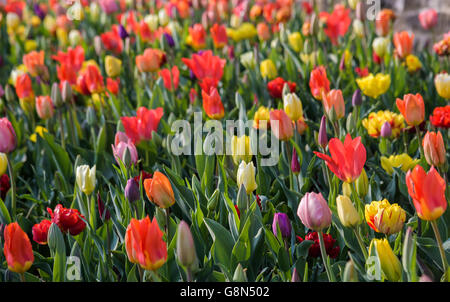 Bunte Tulpen (Tulipa) im Bett, Meersburg, Baden-Württemberg, Deutschland Stockfoto