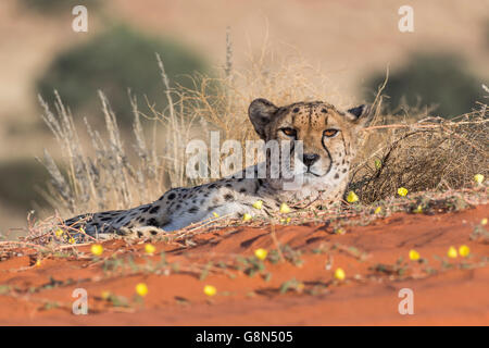 Gepard (Acinonyx Jubatus) im Sand, Kalahari-Wüste, Namibia Stockfoto