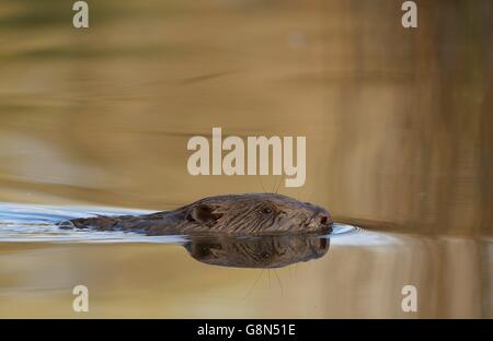 Biber (Castor Fiber) Schwimmen im Wasser, Gross-Enzersdorf, Lobau, Auen-Nationalpark, Niederösterreich, Österreich Stockfoto