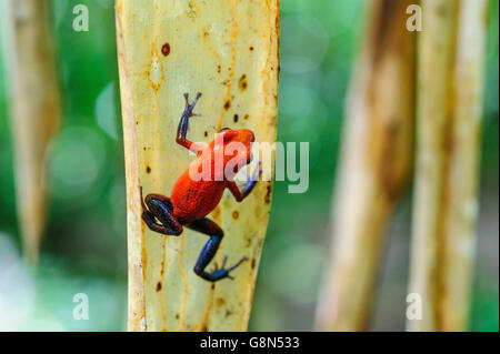 Strawberry Poison-Dart Frosch, auch Blue Jeans Frog (Oophaga Pumilio) klettern auf einem Blatt, Regenwald, Provinz Alajuela Stockfoto