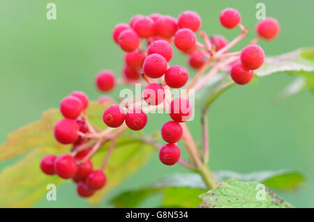 Guelder rose (Viburnum Opulus), rote Früchte, Tautropfen, North Rhine-Westphalia, Germany Stockfoto