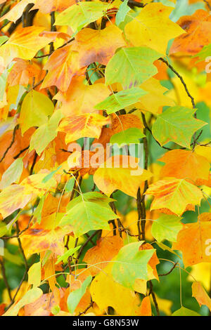Tulpenbaum (Liriodendron Tulipifera), Herbstfärbung, North Rhine-Westphalia, Germany Stockfoto