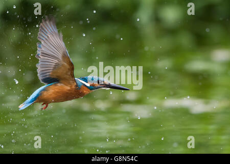 Fliegenden Eisvogel (Alcedo Atthis) fliegen, mit Wassertropfen, Hessen, Deutschland Stockfoto