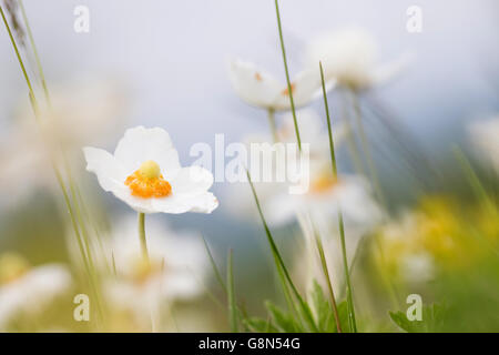 Schneeglöckchen-Anemone (Anemone Sylvestris), Hessen, Deutschland Stockfoto