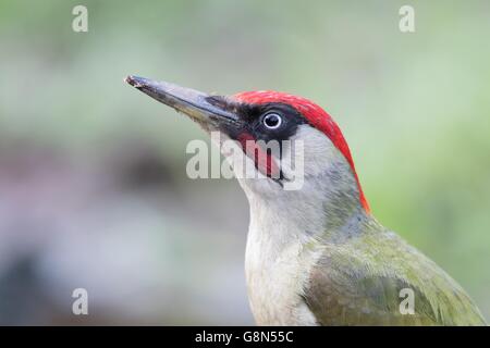 Grünspecht (Picus Viridis), Tier-Portrait, Sideview, Hessen, Deutschland Stockfoto