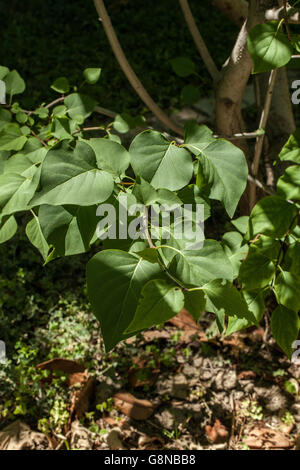 Syringa potaninii Stockfoto