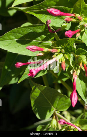 Mirabilis jalapa Stockfoto