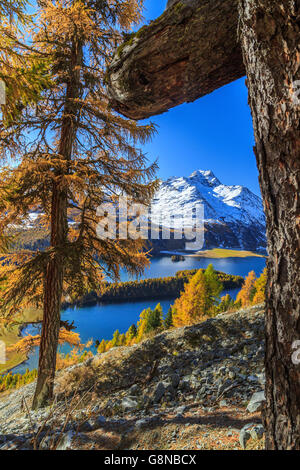 Blick auf die herbstliche Landschaft im Bereich der See Sils Engadin Schweiz Europa Stockfoto