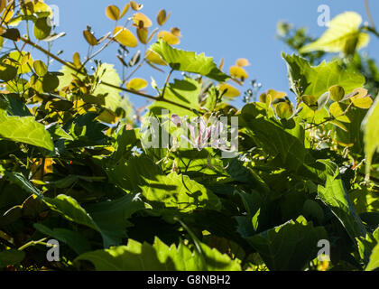 Bauhinia yunnanensis Stockfoto