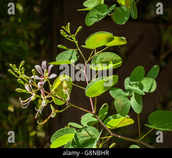 Bauhinia yunnanensis Stockfoto