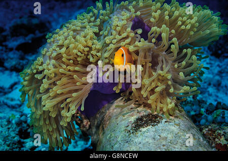 Rosa Clownfische, Amphiprion Perideraion, Bewachung seiner Ei während der Beherbergung in Anemone am Korallenriff in Bathala, Malediven Stockfoto