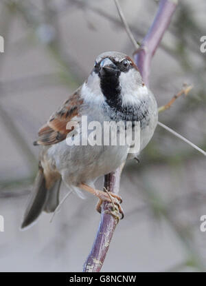 Ein männlicher Haussperling sitzt auf einer Zweigstelle in einem Wohngarten. Stockfoto