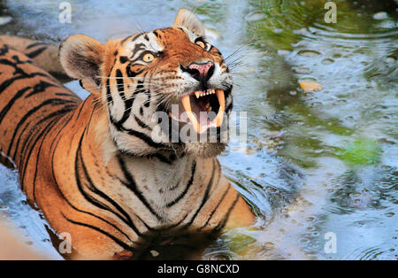 Ein Royal Bengal Tiger namens T28 AKA männliche Star aus Ranthambhore, Indien Stockfoto
