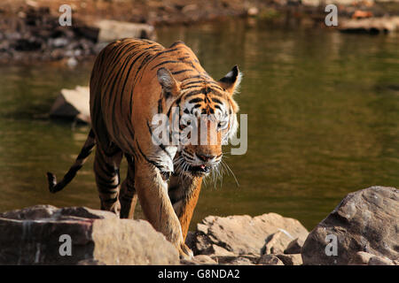 Ein Tiger in der Nähe eines Gewässers Stockfoto