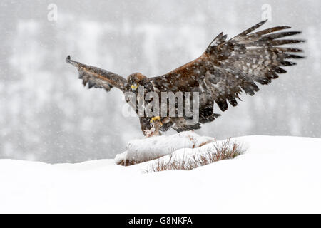 Steinadler (Aquila Chrysaetos) Erwachsenen, Fütterung während Blizzard,, Aufräumvorgang auf Kadaver in Schnee, schützt sie mit Flügeln, Lauvs Stockfoto