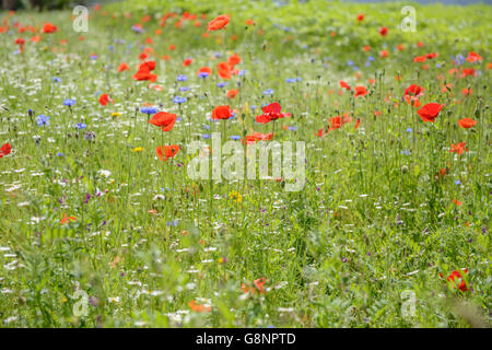 Wildblumenwiese im Sommer Stockfoto