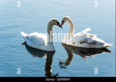 Zwei Schwäne machen ein Herz mit ihren Hälsen Stockfoto