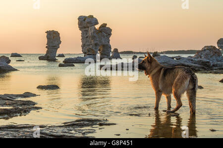 Deutscher Schäferhund stehend im Wasser im Sonnenuntergang auf Fårö am Rauk Formationen, Gotland, Schweden Stockfoto