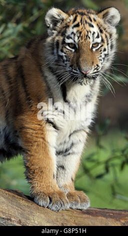 Amur Tiger Cubs in Woburn Safari park Stockfoto