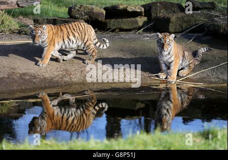 Amur Tiger Cubs in Woburn Safari park Stockfoto