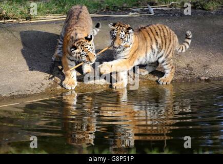 Vier Monate alte, vom Aussterben bedrohte Amur-Tigerjungen erkunden ihre neue Umgebung, während sie in ihr 9 Hektar großes Tigerreservat im Woburn Safari Park in Bedfordshire entlassen werden. Stockfoto