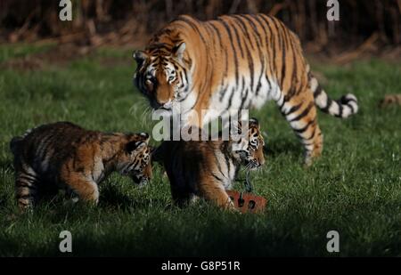 Vier Monate alte, vom Aussterben bedrohte Amur-Tigerkuppen erkunden mit ihrer Mutter Minerva (Rückseite) ihre neue Umgebung, während sie in ihr 9 Hektar großes Tiger-Reservat im Woburn Safari Park in Bedfordshire entlassen werden. Stockfoto