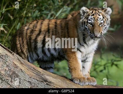 Eines von zwei vier Monate alten, vom Aussterben bedrohten Amur-Tigerkuppen erkundet seine neue Umgebung, als sie in ihr 9 Hektar großes Tiger-Reservat im Woburn Safari Park in Bedfordshire entlassen werden. Stockfoto