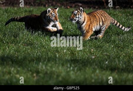 Vier Monate alte, vom Aussterben bedrohte Amur-Tigerjungen erkunden ihre neue Umgebung, während sie in ihr 9 Hektar großes Tigerreservat im Woburn Safari Park in Bedfordshire entlassen werden. Stockfoto