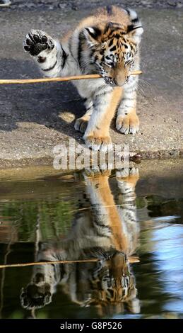 Eines von zwei vier Monate alten, vom Aussterben bedrohten Amur-Tigerkuppen erkundet seine neue Umgebung, als sie in ihr 9 Hektar großes Tiger-Reservat im Woburn Safari Park in Bedfordshire entlassen werden. Stockfoto