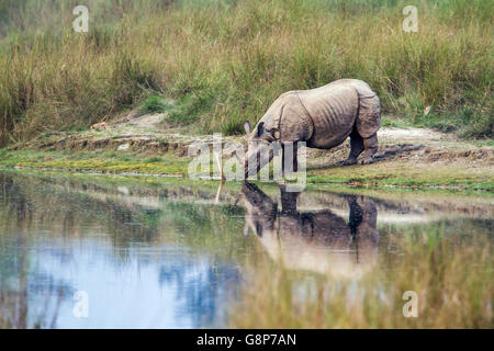 Mehr einem gehörnten Nashorn in Bardia Nationalpark, Nepal; Specie Rhinoceros Unicornis Familie der Überfamilie Stockfoto