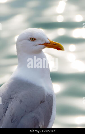 Möwe Vogel Blick über einem glitzernden Meer in St. Ives, Cornwall, England. Stockfoto