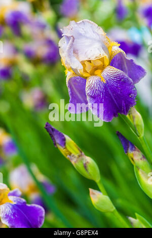 violette Iris Blume auf grünem Hintergrund Stockfoto