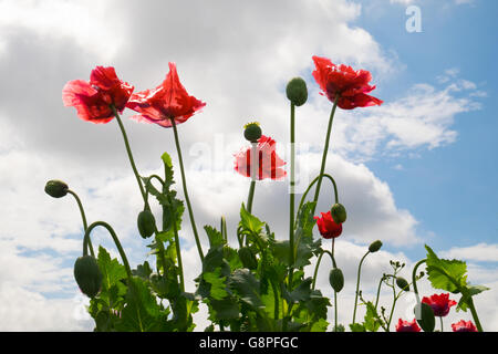 Mohn, Papver Somniferum von unten gegen einen Sommerhimmel Stockfoto